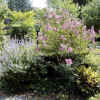 Bailey-myrtle2.jpg (128099 bytes)